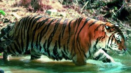 Тигри 2 (50 шпалер)