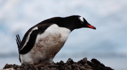 Birds. Penguins. I'm not stupid and I'm not hiding (35 wallpapers)