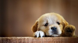 Cute dogs (67 wallpapers)