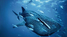 Китовые акулы (47 обоев)