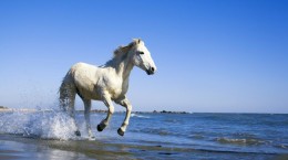 Horses are white (84 wallpapers)