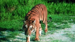 Тигри 8 (66 шпалер)