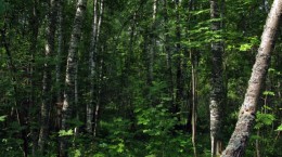 Дивный лес (100 обоев)