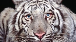 Білий тигр (60 шпалер)