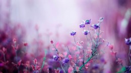 Flower (41 wallpapers)