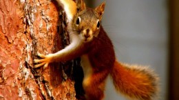 Squirrels (50 wallpapers)