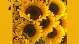 Жовті естетичні соняшники (50 шпалер)