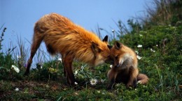 Лисица. Fox (80 обоев)