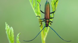 Insects (101 wallpapers)
