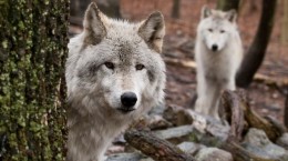Wild animals. I am an evil and scary Gray Wolf (100 wallpapers)