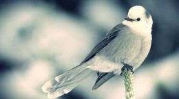 Wallpaper with birds (66 wallpapers)